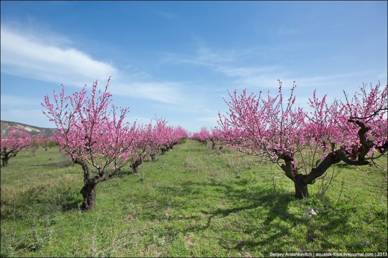 În atenția pomicultorilor. Cum se face rărirea florilor și fructelor la piersic