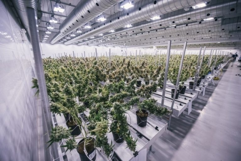 Cea mai mare fermă din Canada care produce marijuana