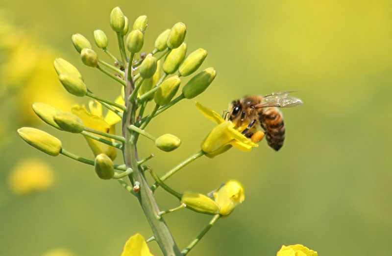 Culesul La Rapiță Moment Important Pentru Creșterea Albinelor