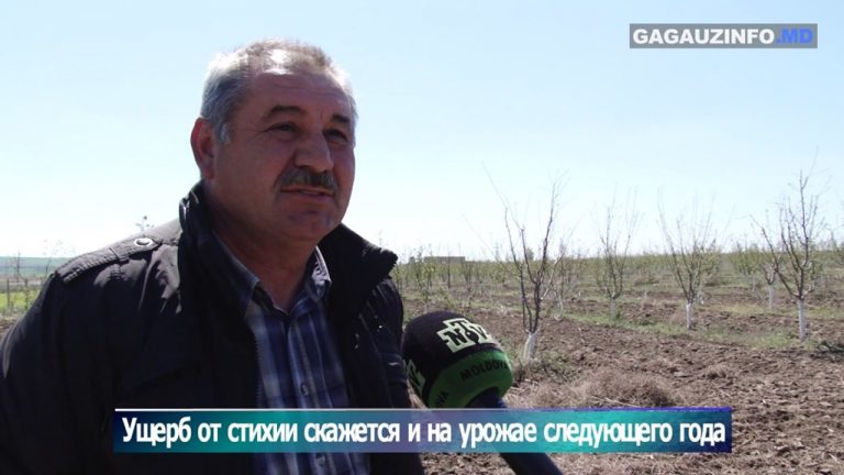 VIDEO. Fermier din Găgăuzia: Ninsorile vor afecta și recolta din anul viitor