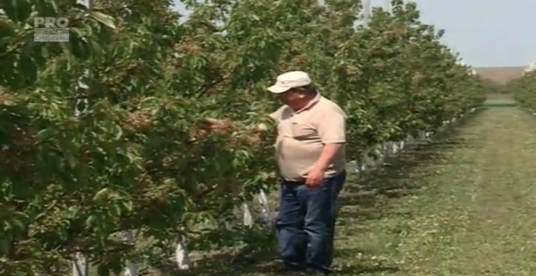 O adevărată catastrofă pentru agricultori. Recolta dintr-o livadă de cireși, din Orhei, compromisă 90 la sută