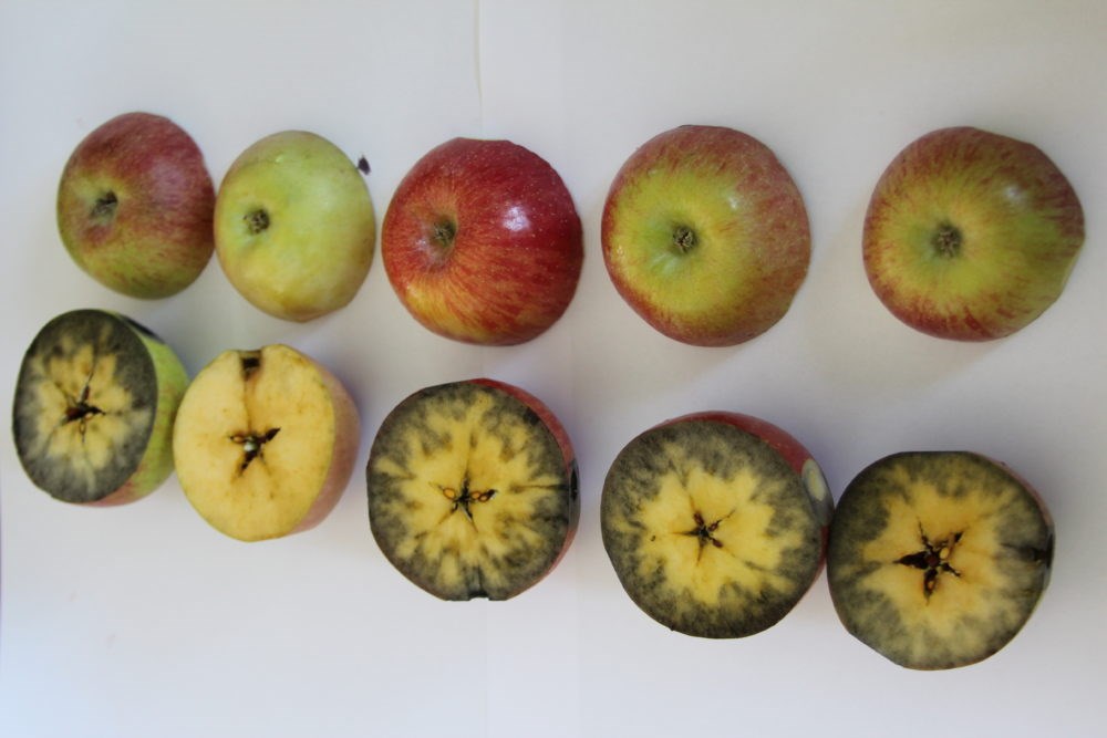 Hold ebb tide Historian Când recoltăm merele: perioada optimă pentru diferite soiuri