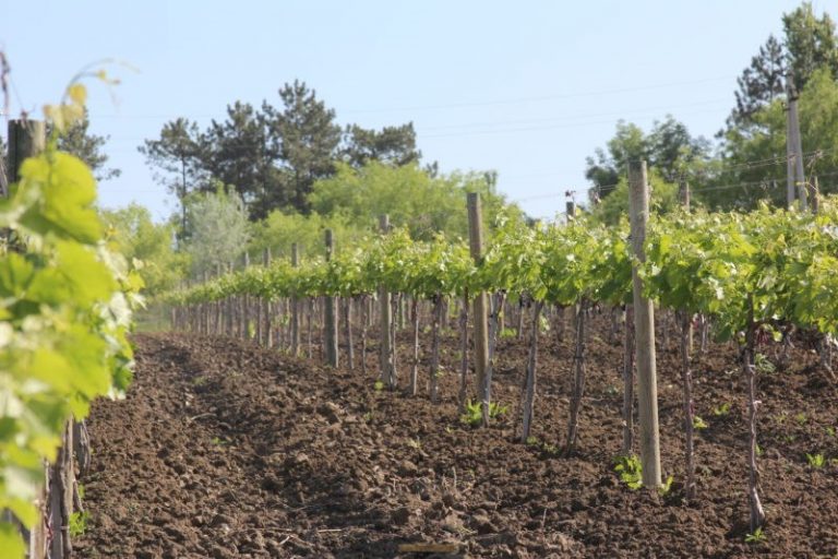 Producătorii sunt atenționați să-și înregistreze plantațiile de struguri în Registrul vitivinicol