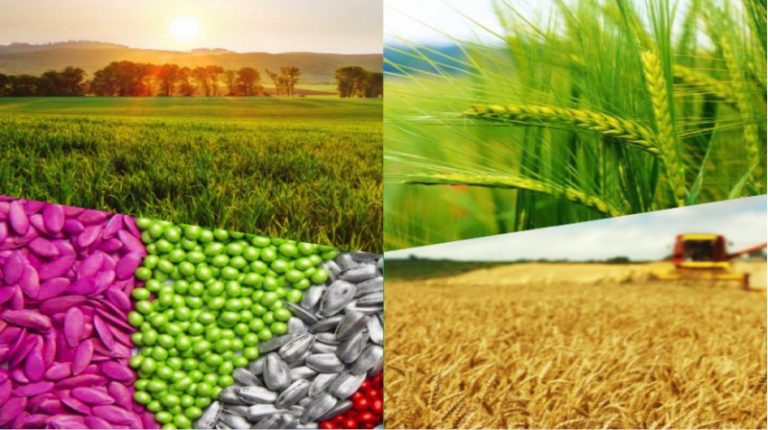 TRISTAN, SME: Protecție triplă la tratarea semințelor culturilor de cereale