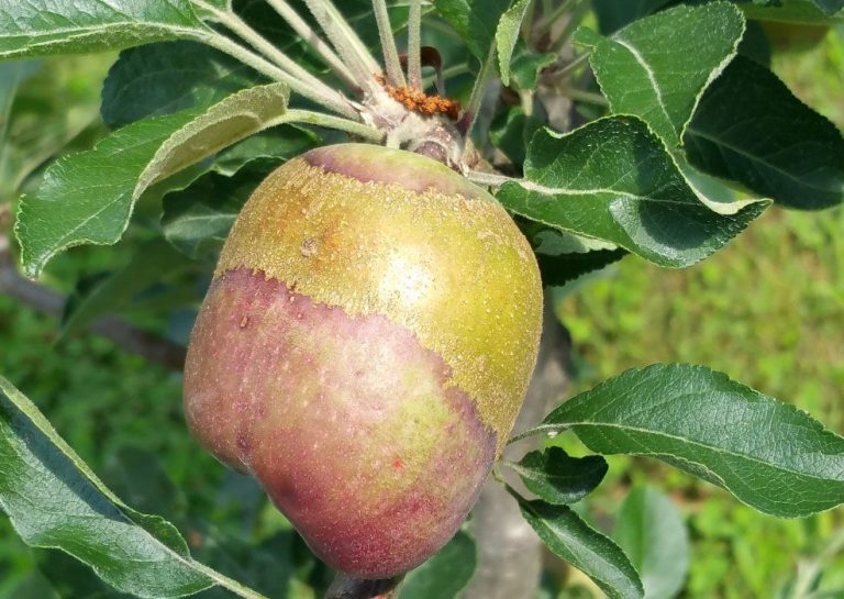 AIPA dă start plăților pentru fermierii afectați de înghețurile din primăvara 2025 și furtuna din Cahul