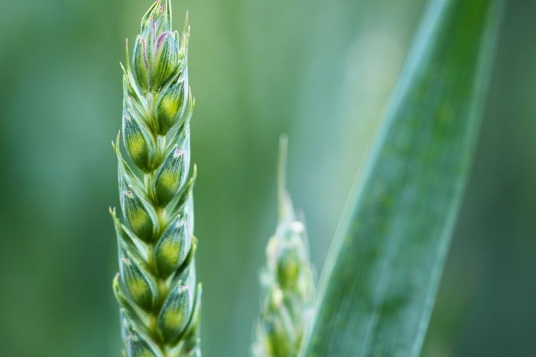 Atonik stimulează fecundarea și crește potențialul productiv al culturilor de grâu