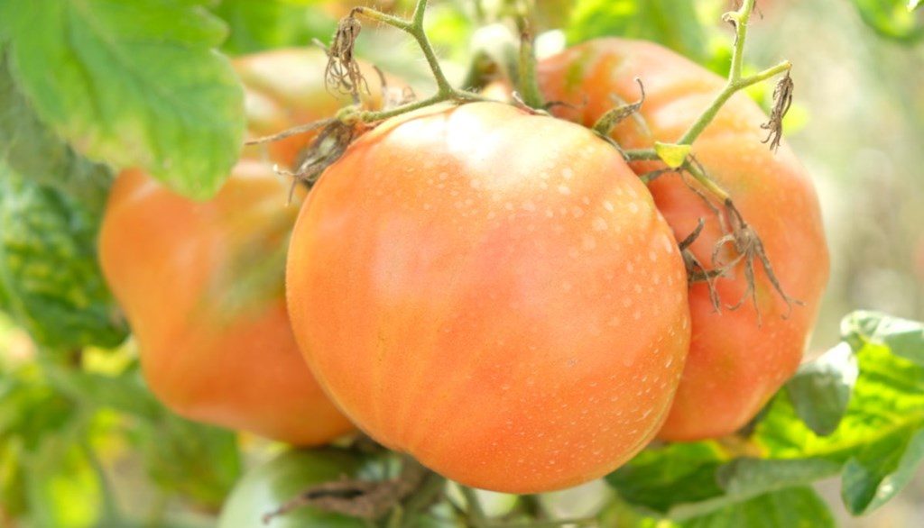 race harvest three Bolile la tomate – cum le deosebim și prevenim. Tratamente