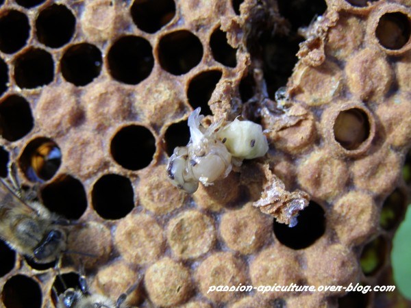 ucigaș hipergenetic albine de grăsime sfaturi simple de acasă pentru a pierde în greutate