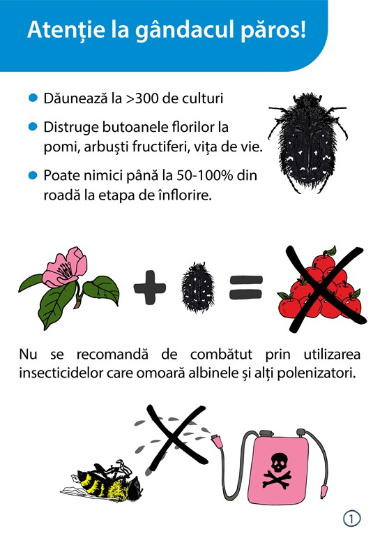 Gândacul păros: metode de prevenire și combatere