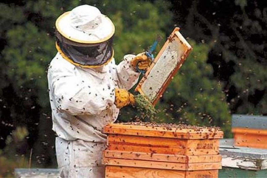Fonduri europene apicultura 2020