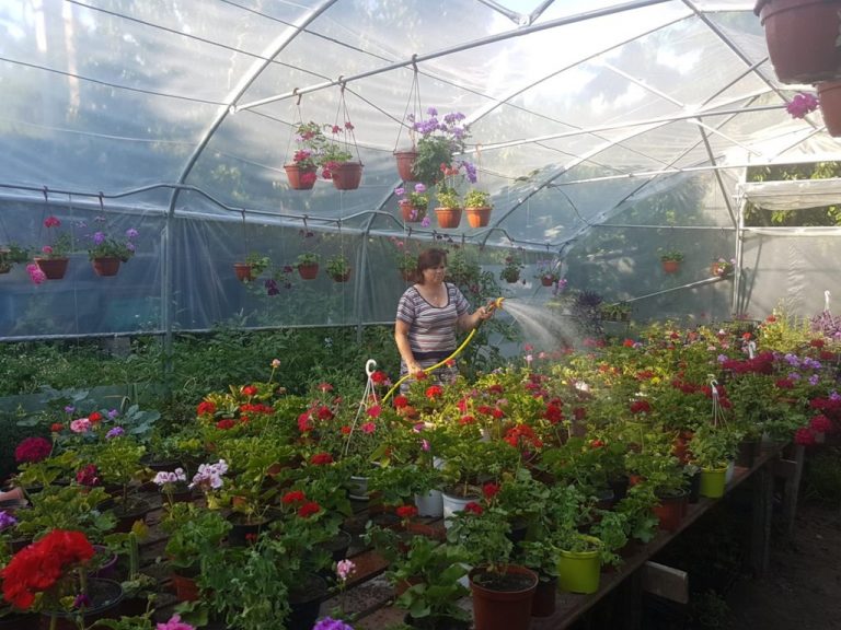 Daria Gonța din Hâncești crește peste 2000 de flori de diferite soiuri