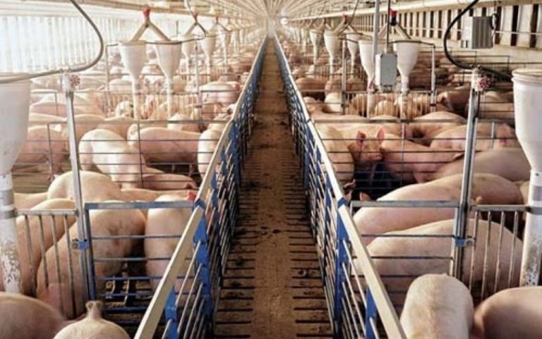 Guvernul a aprobat un proiect ce va spori valoarea genetică a animalelor din ferme