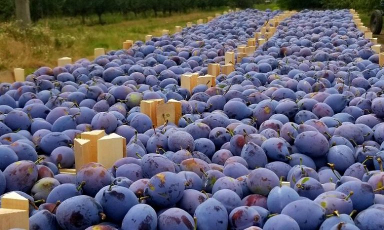 Cantitatea de prune moldovenești exportată în UE – aproape dublă, comparativ cu 2022