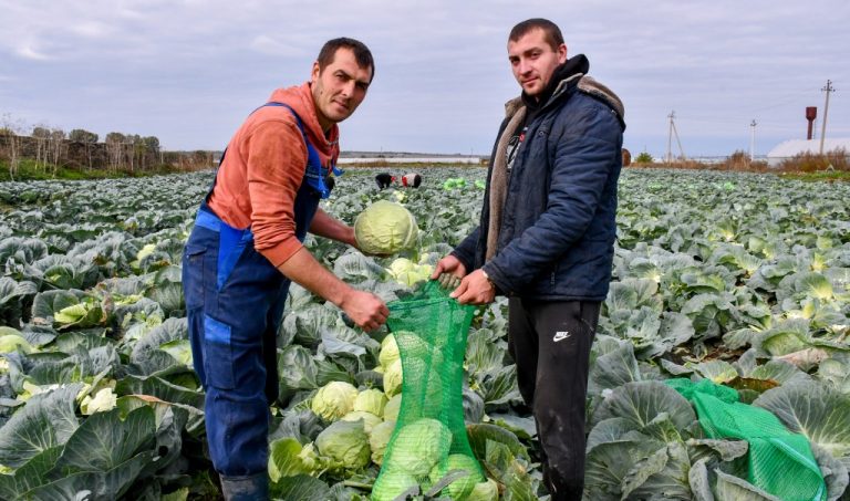 FARM organizează 11 adunări regionale pentru a crea prima Asociație Națională a Legumicultorilor din Moldova