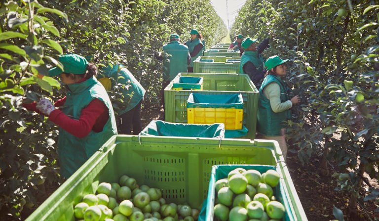 Rezultate cercetare: 74,4% din salariații din agricultură lucrează doar în baza unor înțelegeri verbale