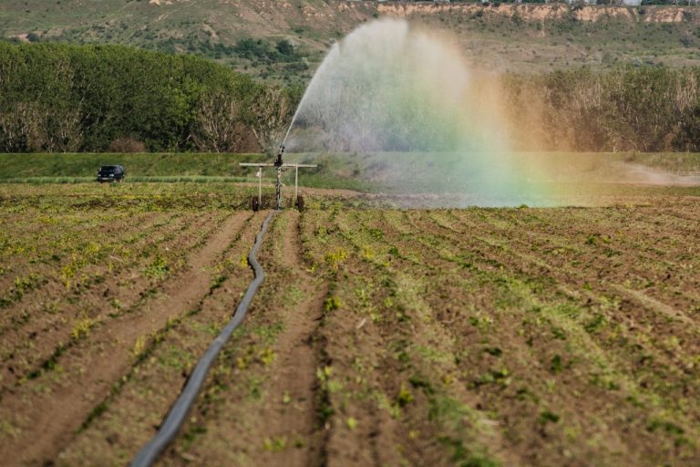 Regulamentul privind măsurile de subvenționare complementară a sectorului agricol, aprobat