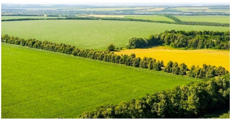 Licitație: Înființarea perdelelor/plantațiilor forestiere de protecție (17 loturi)