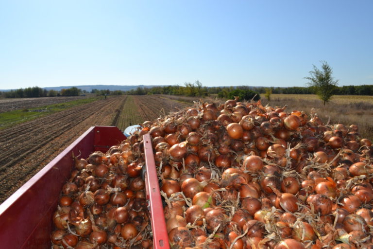 Exportul de legume moldovenești în Ucraina este în continuă creștere