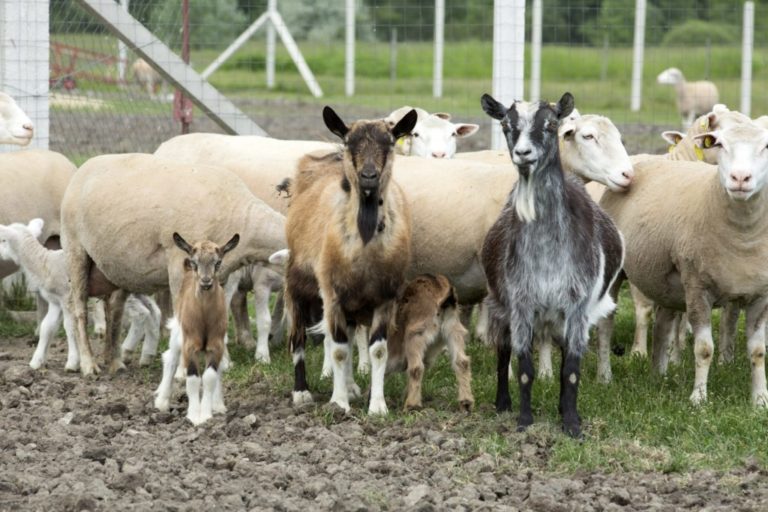 AGGRI – granturi de până la 1 milion USD pentru crescătorii de ovine și caprine