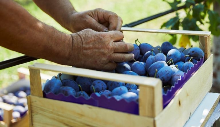 Seminar: Tehnologii moderne de producere a prunelor pentru piețele UE