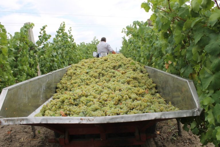 MAIA: Viticultorii trebuie să se înregistreze în Registrul Vitivinicol. Ar putea fi împiedicată comercializarea strugurilor tehnici