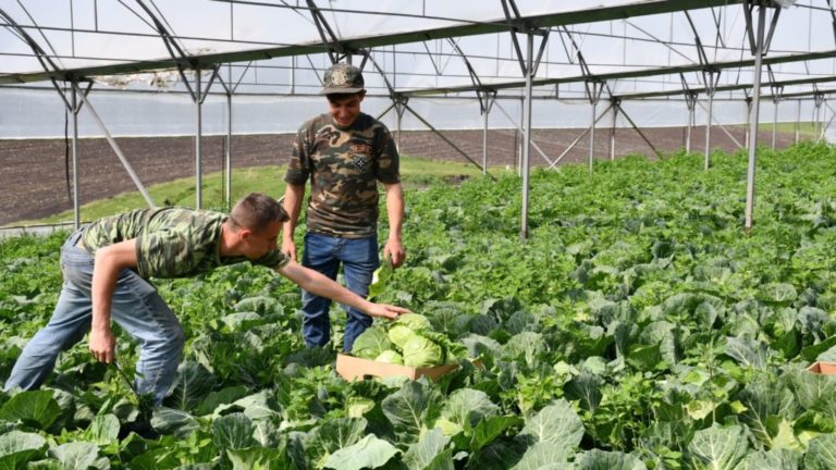 Calamitățile afectează istoricul de creditare.   Legumicultori: „Suntem excluși din sistemul bancar chiar și după ce achităm datoriile”