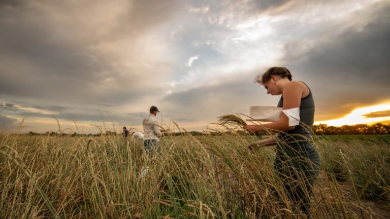 MAIA: 6 mln de euro vor fi investiți pentru finanțarea a 7 proiecte esențiale cercetării și educației agricole