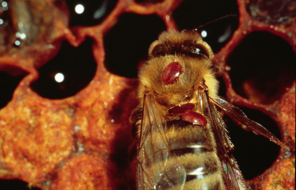 tratamentul albinelor de mucatura varicoza