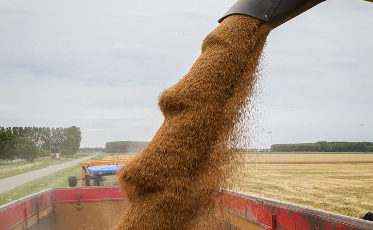 Analiză: Preţul cerealelor pe piaţa Moldovei a crescut, dar este mai mic cu 50% faţă de cel din 2022