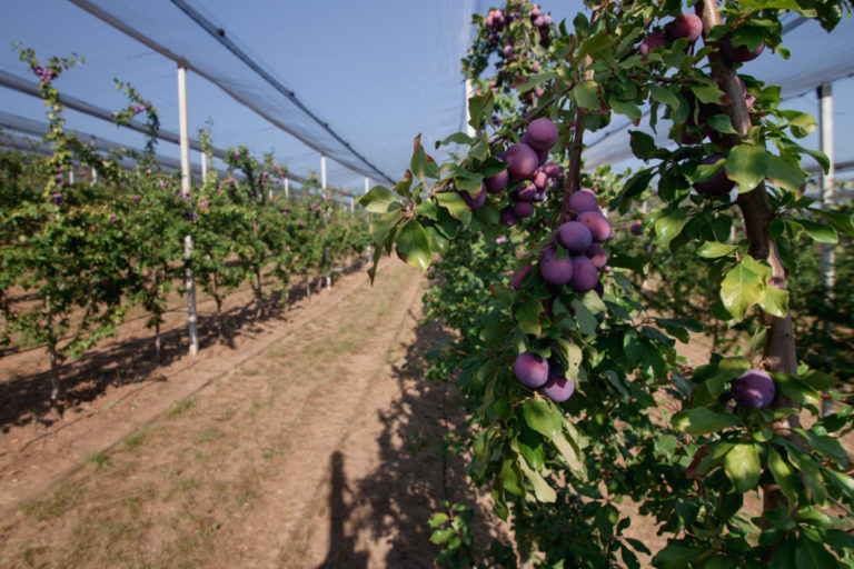 Consultanță gratuită germană pentru producătorii de prune din Moldova. Înregistrați-vă