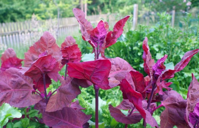 Loboda roșie în grădină. FOTO: laidbackgardener.blog