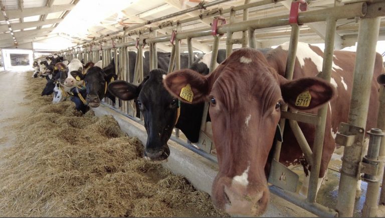 În raionul Drochia a fost depistat un caz de rabie la bovine