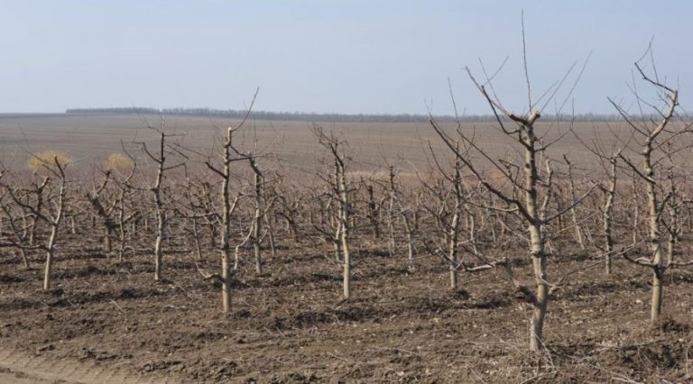 De ce nu fertilizăm pomii iarna. Vezi argumentele