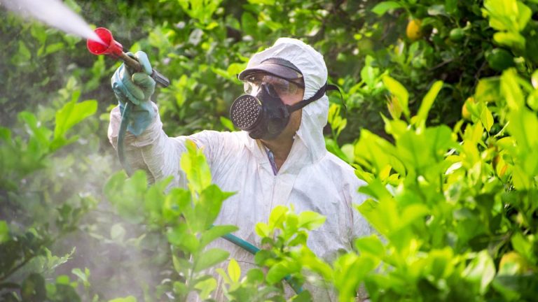 Atenție la utilizarea pesticidelor. Vezi câteva recomandări