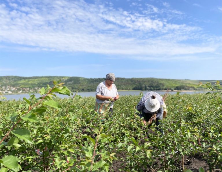 Centrul de Consiliere Agricolă și Rurală lansează primul program de instruire dedicat tuturor agricultorilor