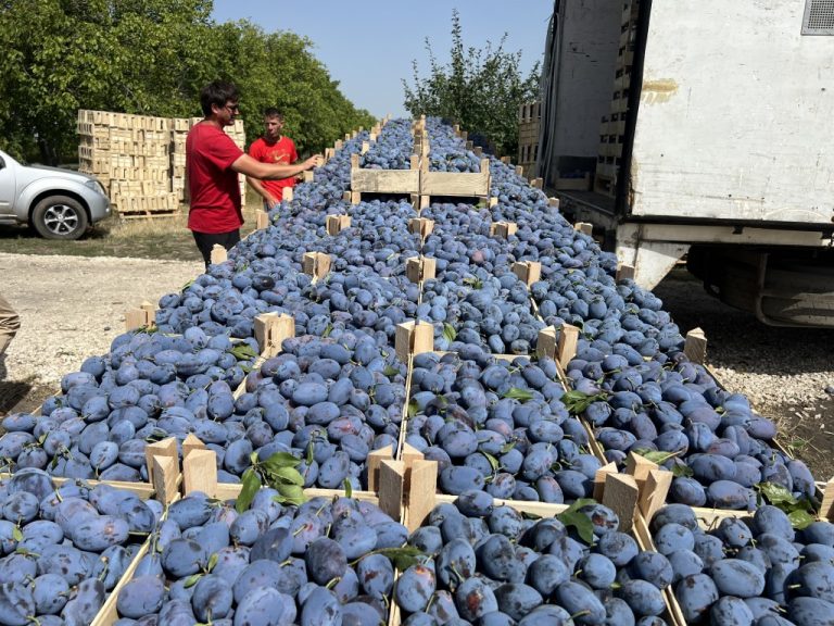 Moldova – al treilea exportator mondial de prune proaspete și lider în Europa