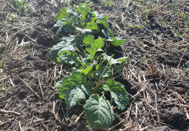 Ucraina prezintă date privind suprafața culturilor de toamnă și recolta 2025