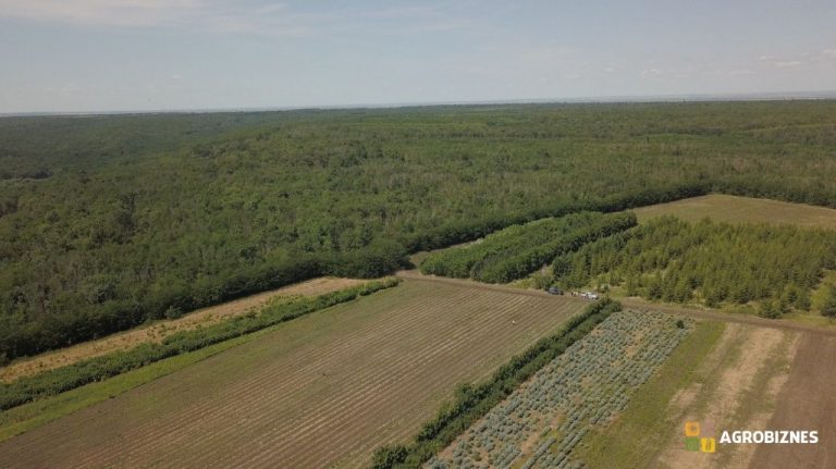 Rolul perdelelor forestiere în protejarea biodiversității și a culturilor agricole