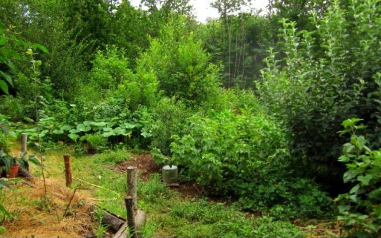 Cum creăm o „pădure comestibilă” sau Food Forest