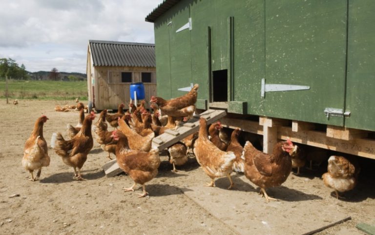 Fermă eco de găini în sistem free-range – cerințe adăpost