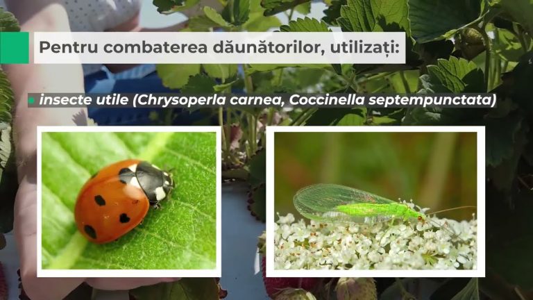 VIDEO. Protecția căpșunului în sistem ecologic