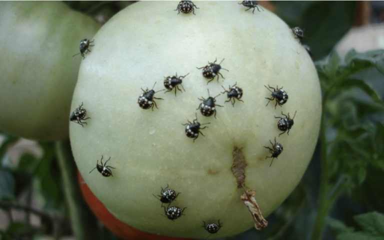 Ploșnița verde a tomatelor – metode de control