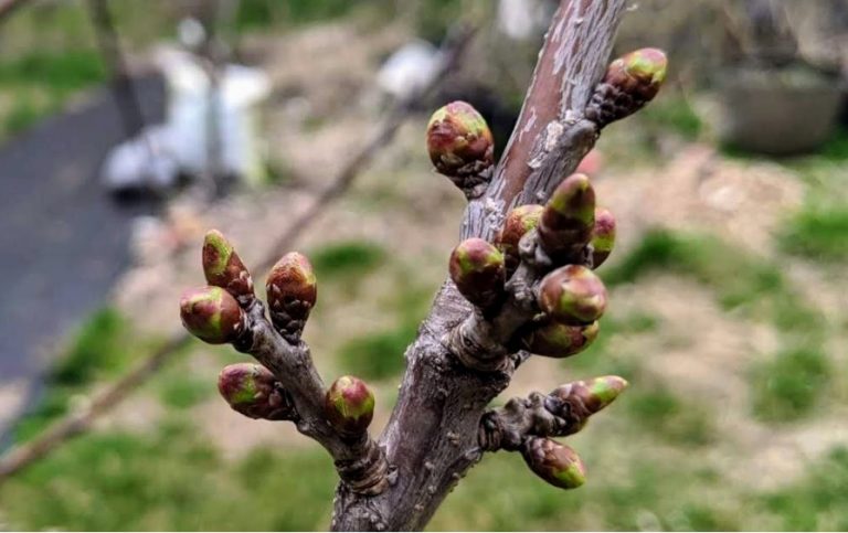 Cum și când fertilizăm pomii, arbuștii și căpșunul primăvara