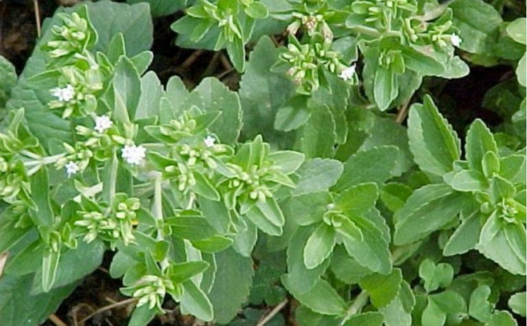 Stevia – îndulcitor natural. Beneficii și cultivare