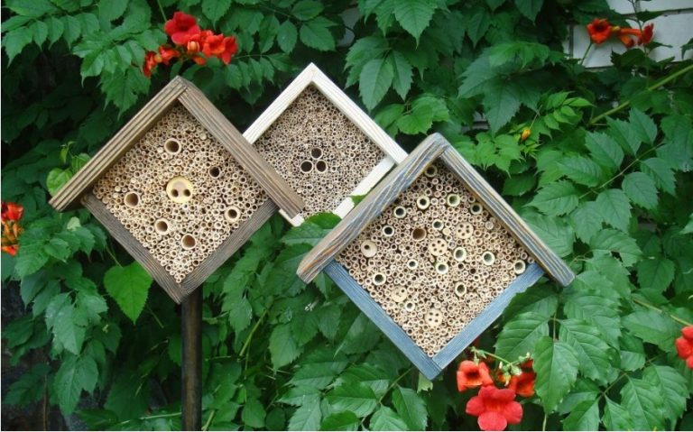 Căsuța pentru insecte. Beneficii în grădină, cum o construim