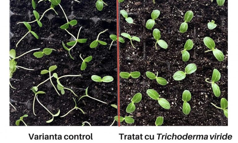 Cum tratăm răsadurile și legumele cu Trichoderma pentru a le proteja de boli