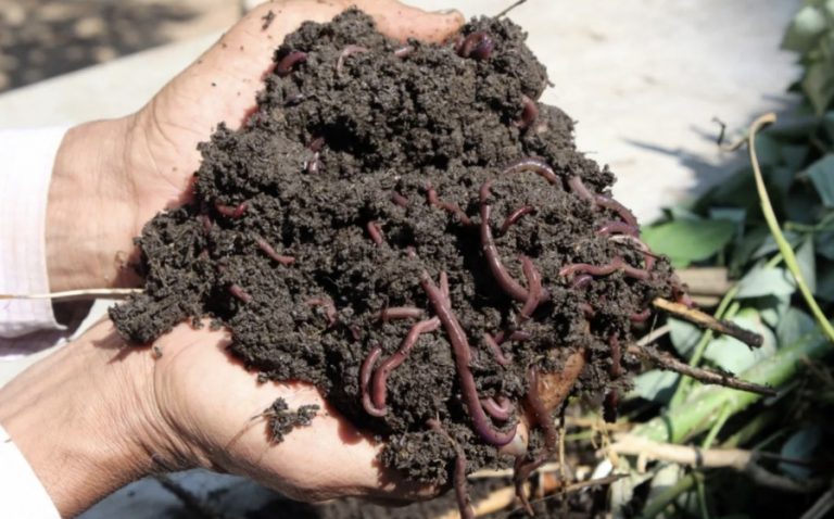 Producerea de biohumus (vermicompost) – ce trebuie să cunoști