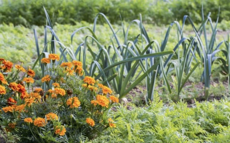 5 flori ce trebuie cultivate în grădină pentru a ține dăunătorii plantelor la distanță