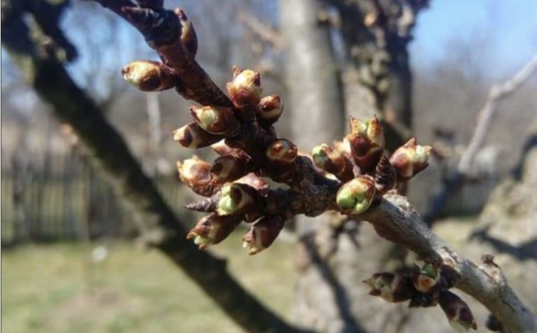 Tratamentul la pomi după tăieri și primul tratament cu insecticide – când și de ce se fac