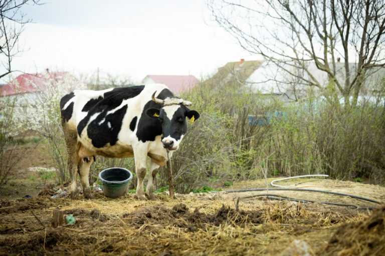 În raionul Rezina a fost depistat un caz de rabie la bovine